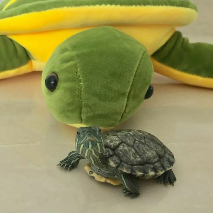 turtle plush toy
