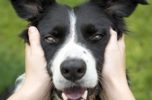 dog ate kinetic sand