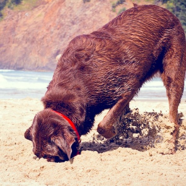 dog ate kinetic sand