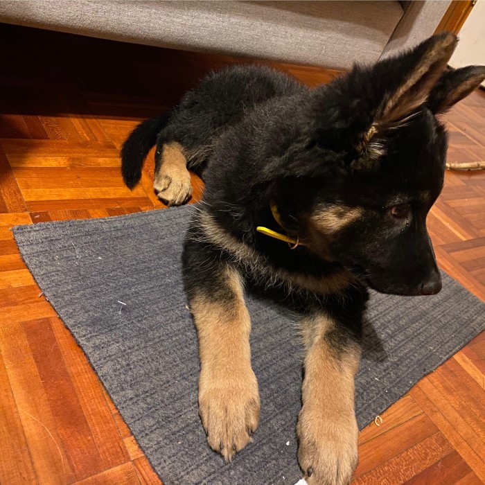 dog ate kinetic sand