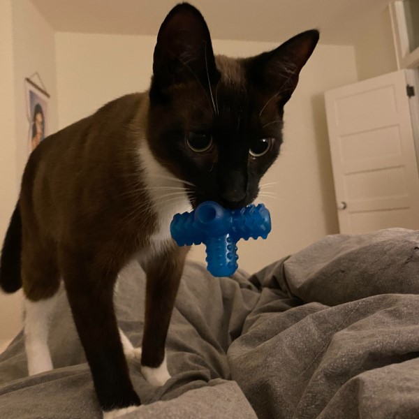 cat chew toy
