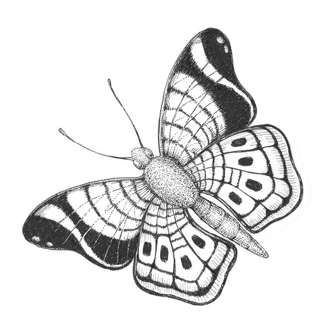 butterfly line drawing