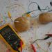 potato battery