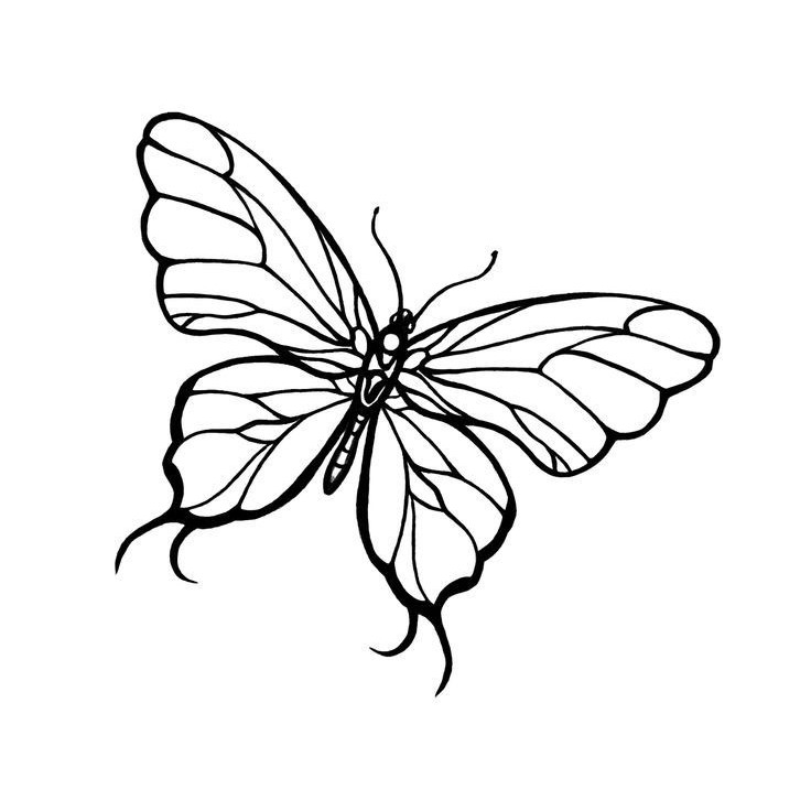 butterfly line drawing