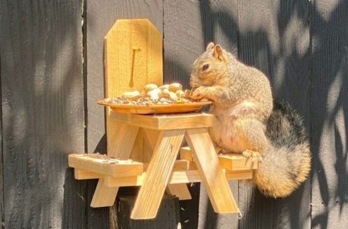 squirrel picnic table